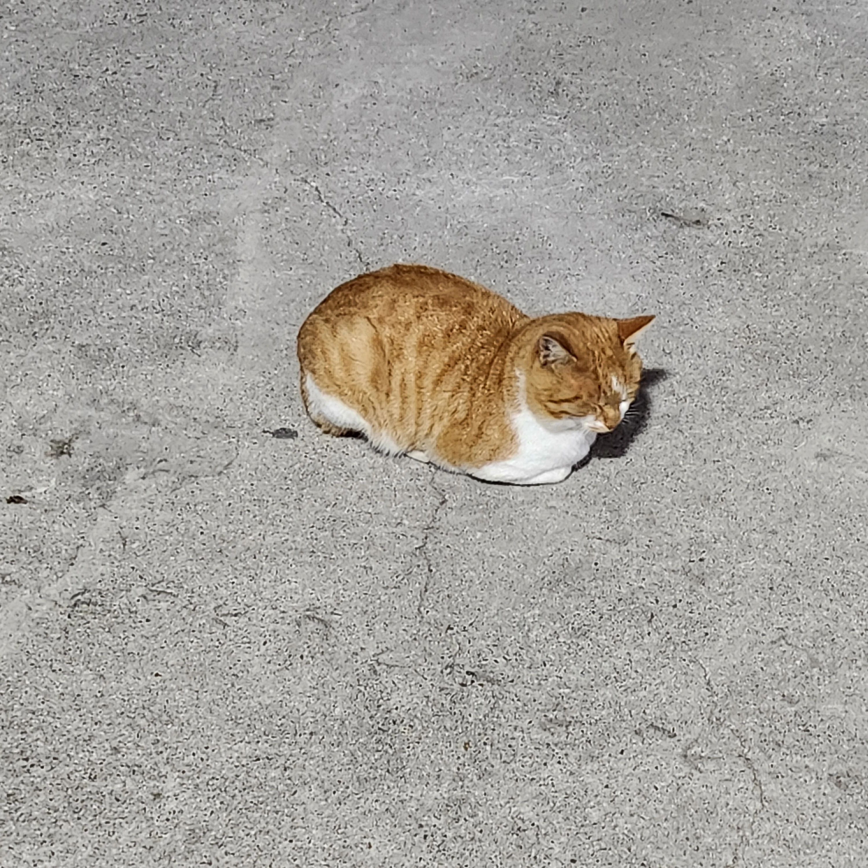 길냥이 냥줍하기