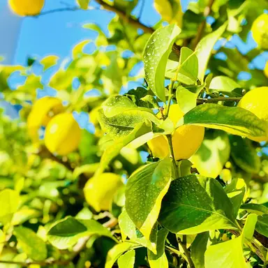 Profile image of 藤澤　涼架