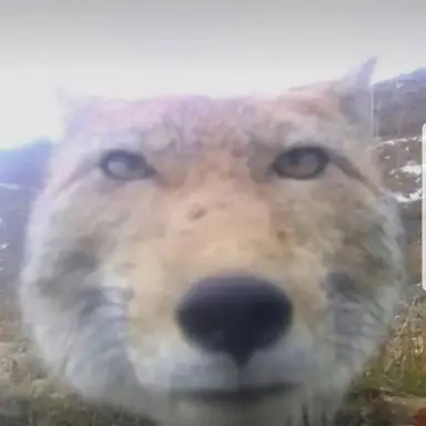 Profile image of 여우