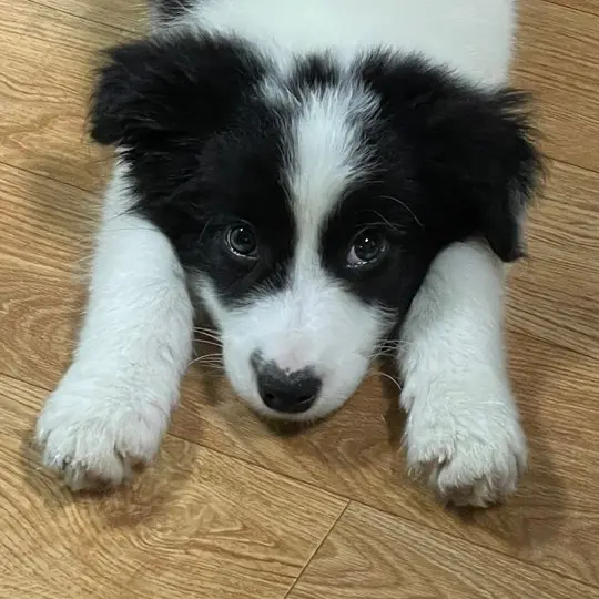 PainedTwig9007의 강아지