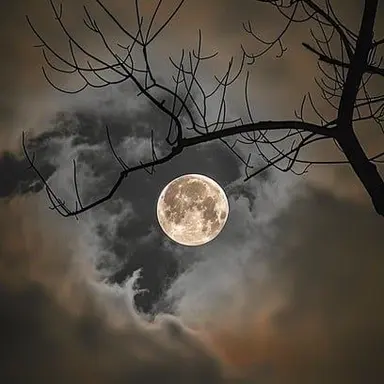 Profile image of 리무스 루핀