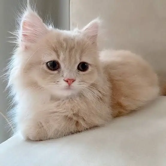 CrispStage7132의 何この猫？