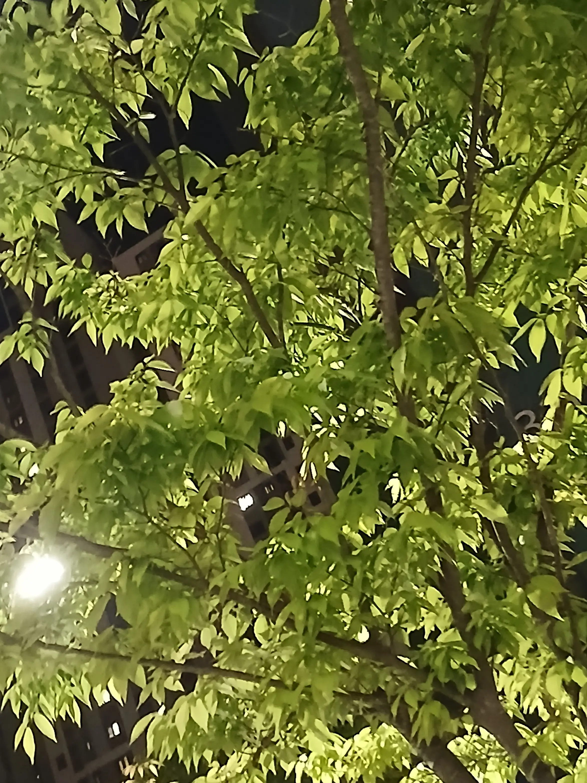 K1015의 바라바라