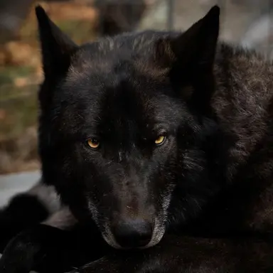 Profile image of 시리우스 블랙