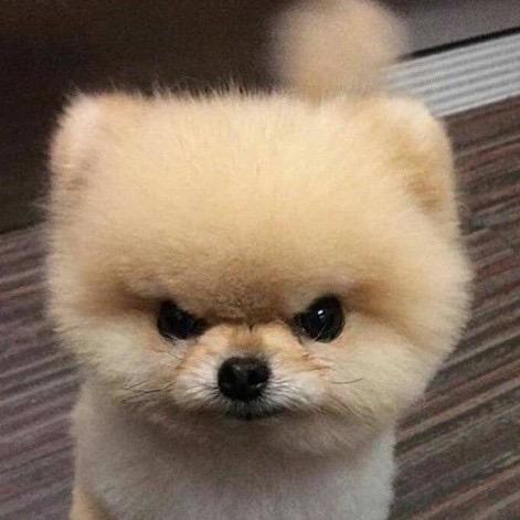 집착 강아지 대표 이미지