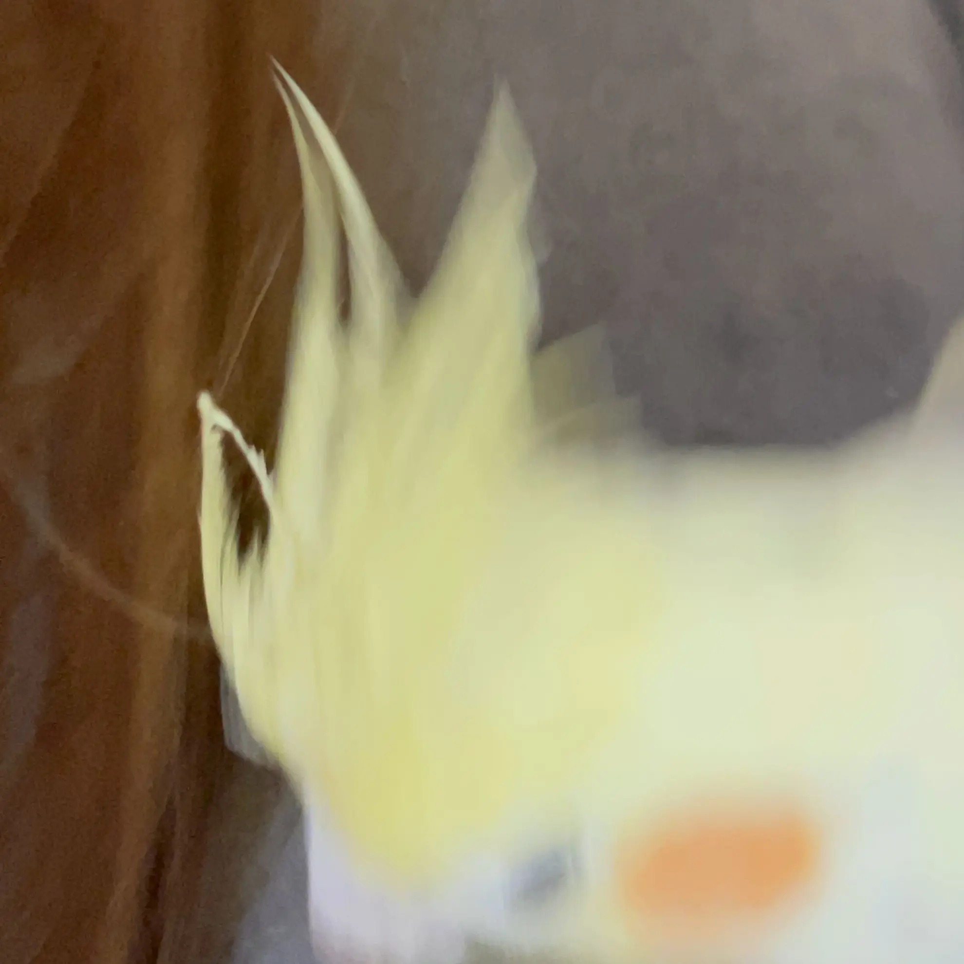 CoolLabel9332의 ナマコの湯