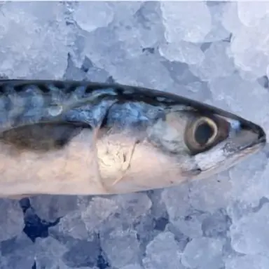 Profile image of 간고등어