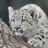 ユキヒョウ