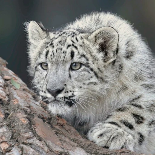 ユキヒョウ