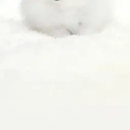 Profile image of 김찐뚱