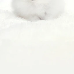 김찐뚱