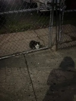 Profile image of Stray cat