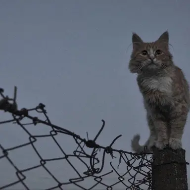 Profile image of Stray cat