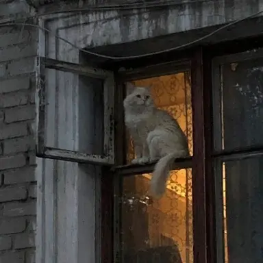 Profile image of Stray cat