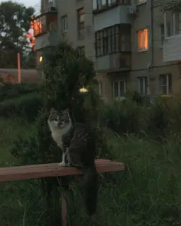 Profile image of Stray cat
