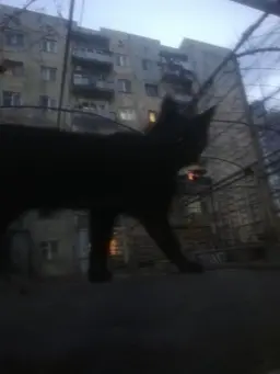 Profile image of Stray cat