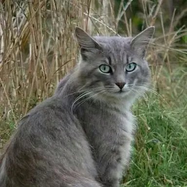 Profile image of AshStar