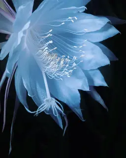 Profile image of 菊