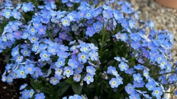Profile image of 菊