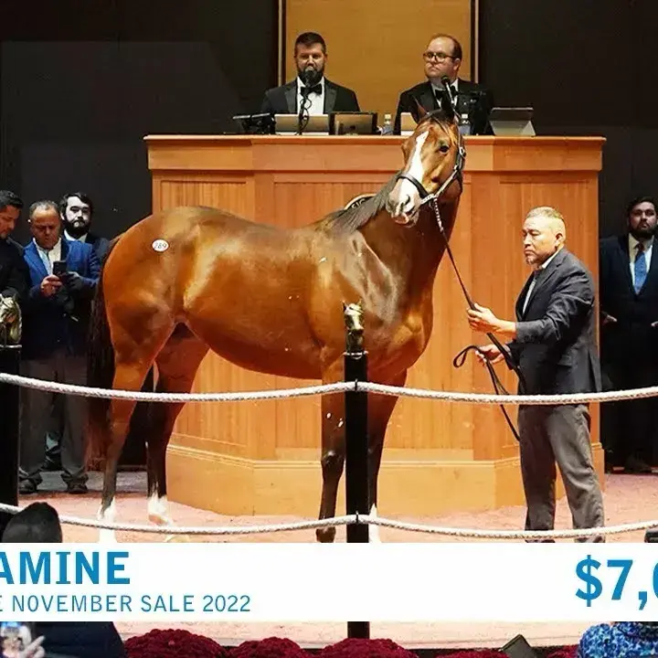 BouncyLock9400의 Horse auction