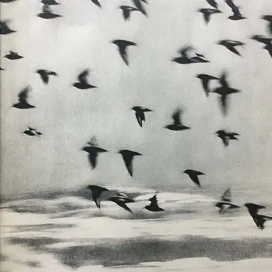 Profile image of 이반