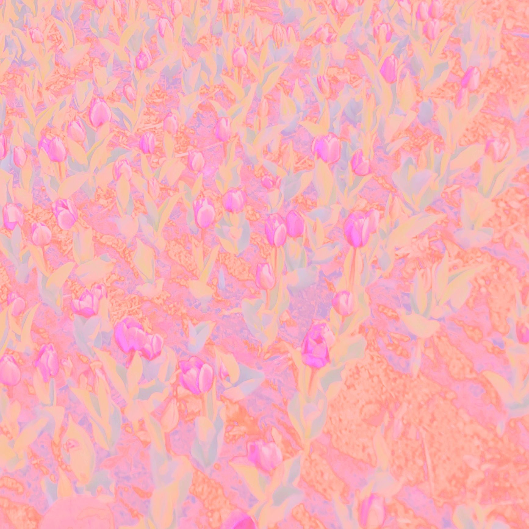 🪶 | 꽃단장🎀 대표 이미지