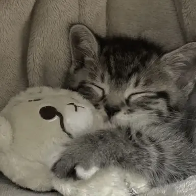 Profile image of 原