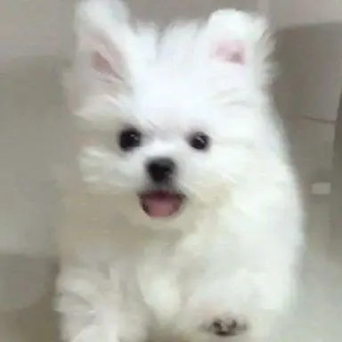 Profile image of 吉野