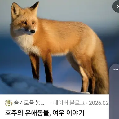 Profile image of 여우