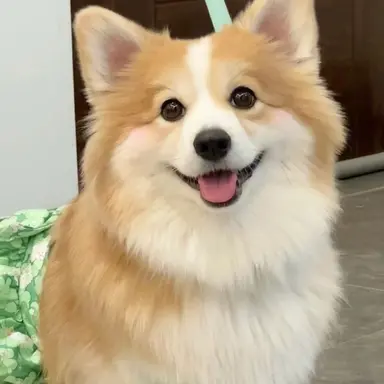 Profile image of 코기