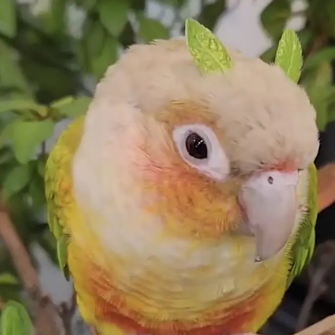 Seoul_parrotjjok의 파인애플 코뉴어 동글이