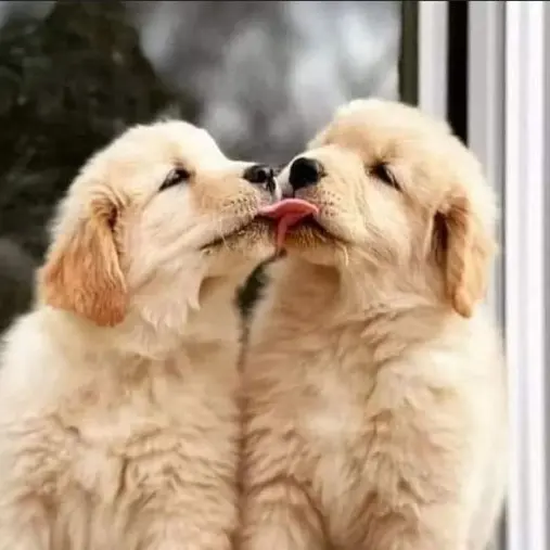 Tommy_090415의 보리&룽지