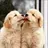 보리&룽지