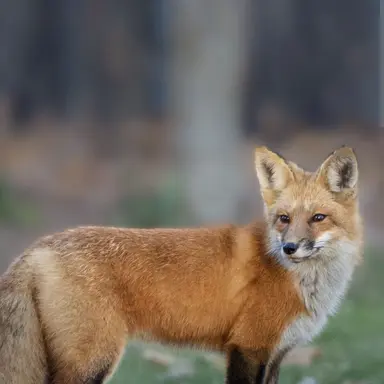 Profile image of 여우