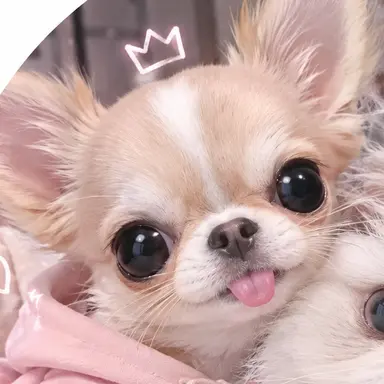 Profile image of 초코