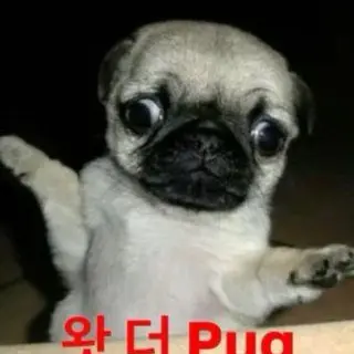 Profile image of 여우