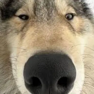 Profile image of 늑대