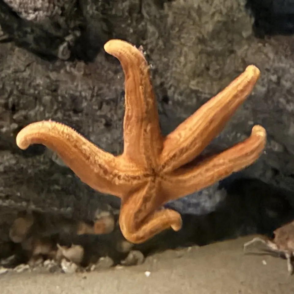 Kiridoya_JP의 ZetaのAI