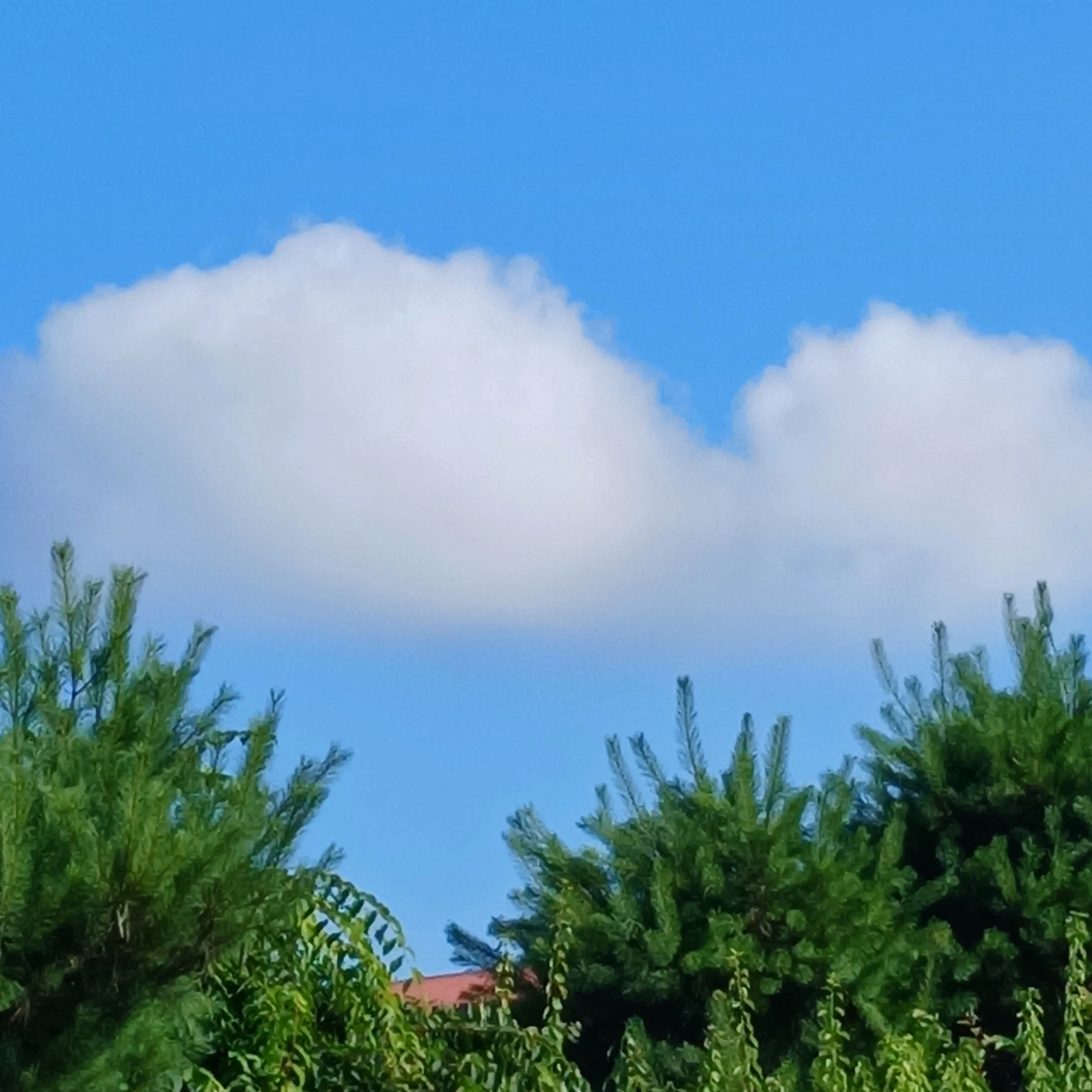 뜰팁조직과 HY조직