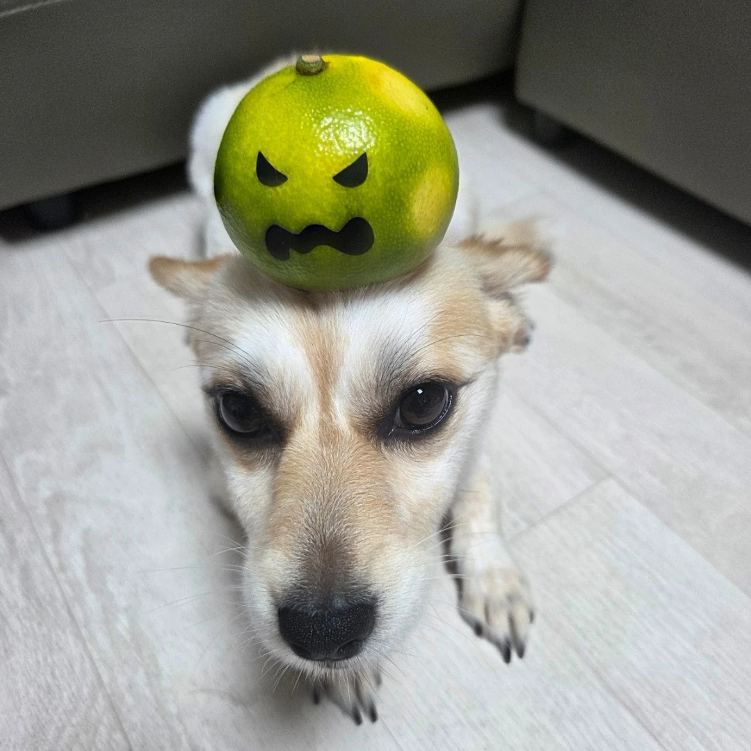 꽥꽥탐험대 가족