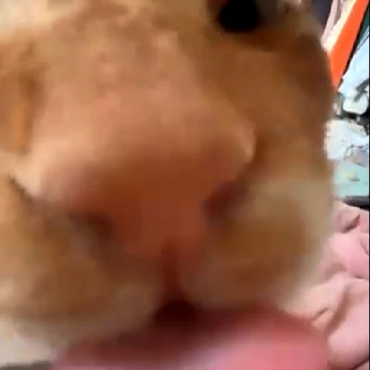 누리