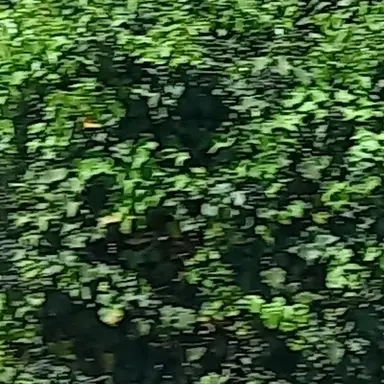 Profile image of 공룡