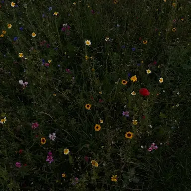 Profile image of 강하늘