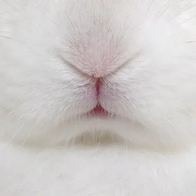 Profile image of 토끼