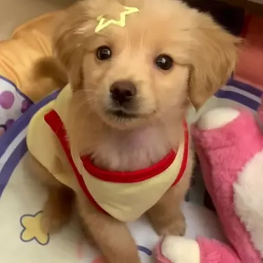Profile image of 덕개
