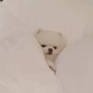 Profile image of 吉野