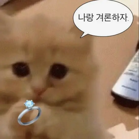 Cute_Yoonji의 팀나빠와 여우...