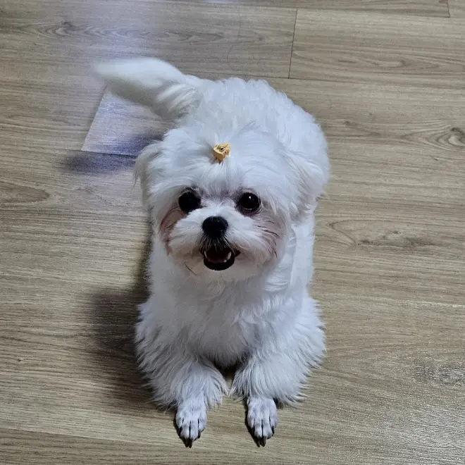 HazyRival7920의 쿠키런 고등학교교교교