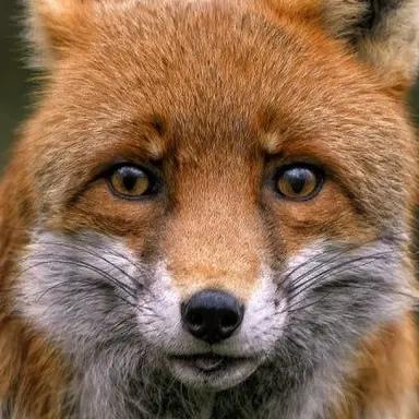 Profile image of 여우