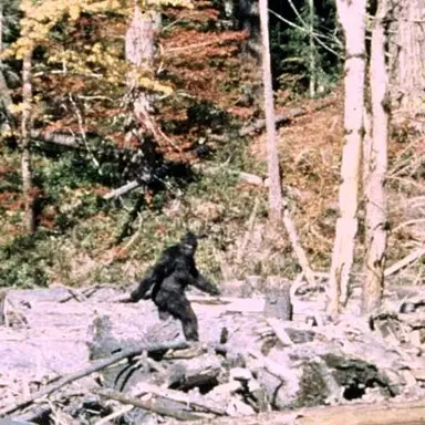 Profile image of SCP-1000들